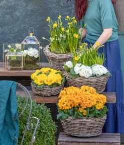 Stängelprimel, Schale -Compo Verkaufsgeschäft 8261463 WE MO 001 FruehlingsHighlights