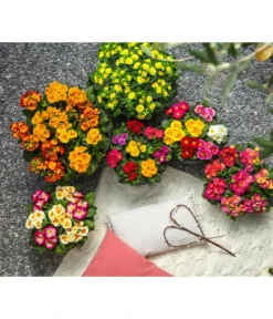 Gefüllte Primel, Verschiedene Sorten -Compo Verkaufsgeschäft 8261489 WE MO 001 PrimelnPrumulaVulgarisPrimelschaleRotGelbStaengelprimel