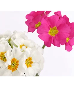 Stängelprimel-Duo, Verschiedene Farben -Compo Verkaufsgeschäft 8261802 PR DE 002 PrimulaStaengelprimelTwinT12DehnerHerzig