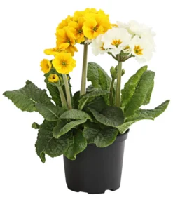 Stängelprimel-Duo, Verschiedene Farben -Compo Verkaufsgeschäft 8261802 WE FS 001 PrimulaStaengelprimelTwinT12