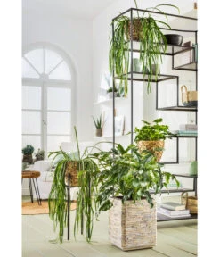 Baumfreund - Philodendron 'Little Hope' -Compo Verkaufsgeschäft 8262321 PR MO 001 Gruener Trend PHILODENDRON XANADOU LEPISMIUM MIX PEPEROMIA RAINDROP 8738163 8254229 1