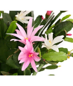 Frühlingskaktus-Duo - Hatiora X Graeseri -Compo Verkaufsgeschäft 8263790 PR DE 001 FruehlingskaktusThipsalisTwinT12DehnerExpressHerzig