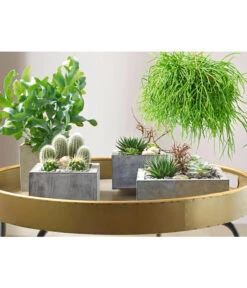 Goldtüpfelfarn - Phlebodium Aureum 'Blue Star' -Compo Verkaufsgeschäft 8263832 PR MO 002 SukkulentenBild2 8253551 8263832 3266335 2149649