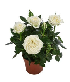 Topfrose - Rosa Chinensis, Verschiedene Sorten -Compo Verkaufsgeschäft 8265357 WE FS 003 RosenMixMini