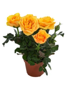 Topfrose - Rosa Chinensis, Verschiedene Sorten -Compo Verkaufsgeschäft 8265357 WE FS 004 RosenMixMini