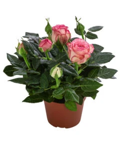 Topfrose - Rosa Chinensis, Verschiedene Sorten -Compo Verkaufsgeschäft 8265357 WE FS 007 RosenMixMini