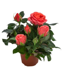 Topfrose - Rosa Chinensis, Verschiedene Sorten -Compo Verkaufsgeschäft 8265357 WE FS 008 RosenMixMini