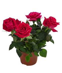 Topfrose - Rosa Chinensis, Verschiedene Sorten -Compo Verkaufsgeschäft 8265357 WE FS 009 RosenMixMini