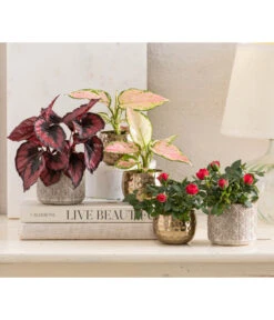 Topfrose - Rosa Chinensis, Verschiedene Sorten -Compo Verkaufsgeschäft 8265357 WE MO 001 RosenMixT6Valentin