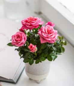 Topfrose - Rosa Chinensis, Verschiedene Sorten -Compo Verkaufsgeschäft 8265357 WE MO 02 RoseMiniTopfakiko