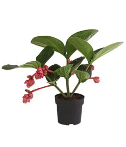 Medinille - Medinilla Magnifica 'Flamenco'