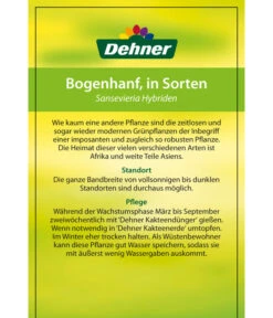 Bogenhanf - Sansevieria Cylindrica 'Mikado' -Compo Verkaufsgeschäft 82686741 8268591 8268807 8296782 8268799 8241077 Bogenhanf 2