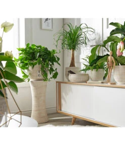 Efeutute - Epipremnum Aureum -Compo Verkaufsgeschäft 8271926 8207961 8207946 WE MO 001 rustik