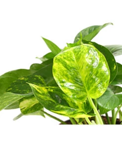 Efeutute - Epipremnum Aureum -Compo Verkaufsgeschäft 8271926 WE DE 001 XXXDehnerExpressHerzig