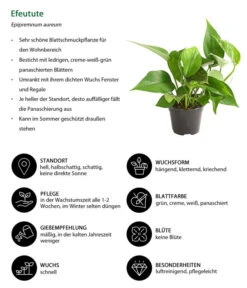 Efeutute - Epipremnum Aureum -Compo Verkaufsgeschäft 8271926 WE IG 001 EfeututeEpipremnumAureumT11DehnerExpressHerzig