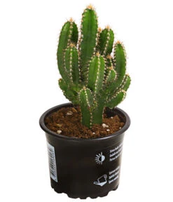 Felsenkaktus - Cereus Repandus/Cereus Peruvianus