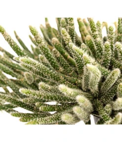 Korallenkaktus - Rhipsalis Cassutha, Verschiedene Sorten, Ampel -Compo Verkaufsgeschäft 8275307 PR DE 001 RhipsalisAmpelKorallenkaktusT18DehnerExpressHerzig