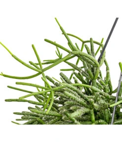 Korallenkaktus - Rhipsalis Cassutha, Verschiedene Sorten, Ampel -Compo Verkaufsgeschäft 8275307 PR DE 003 RhipsalisAmpelKorallenkaktusT18DehnerExpressHerzig