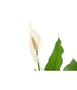 Einblatt - Spathiphyllum Wallisii 'Sebastian' -Compo Verkaufsgeschäft 8276057 PR DE 001 EinblattSpathiphyllumWallisiiT24DehnerExpressHerzig