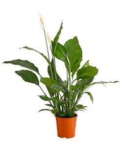 Einblatt - Spathiphyllum Wallisii 'Sebastian'
