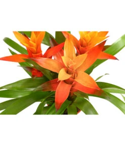 Bromelie - Bromeliaceae, Dreitriebig -Compo Verkaufsgeschäft 8276214 PR DE 001 BromeliaTuffMixT14DehnerExpressHerzig