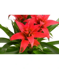 Bromelie - Bromeliaceae, Dreitriebig -Compo Verkaufsgeschäft 8276214 PR DE 003 BromeliaTuffMixT14DehnerExpressHerzig