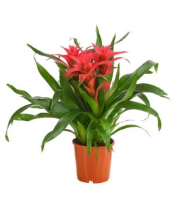 Bromelie - Bromeliaceae, Dreitriebig -Compo Verkaufsgeschäft 8276214 PR FS 003 BromeliaTuffMixT14DehnerExpressHerzig