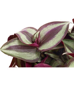 Dreimasterblume - Tradescantia Zebrina 'Pink Joy' -Compo Verkaufsgeschäft 8280323 PR DE 001 TradescantiaVioletHillPinkJoyT12DehnerExpressHerzig