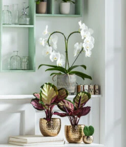 Dehner Beton-Übertopf Nola, Rund, Grau-kupfer -Compo Verkaufsgeschäft 8280505 WE MO 001 PhalaenopsisHerzT12