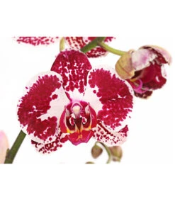 Schmetterlingsorchidee - Phalaenopsis Cultivars, Verschiedene Sorten -Compo Verkaufsgeschäft 8280919 PR DE 002 Phalaenopsis4TrieberMixT12DehnerExpressHerzig