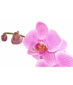 Schmetterlingsorchidee - Phalaenopsis Cultivars, Verschiedene Sorten -Compo Verkaufsgeschäft 8280919 PR DE 004 Phalaenopsis4TrieberMixT12DehnerExpressHerzig