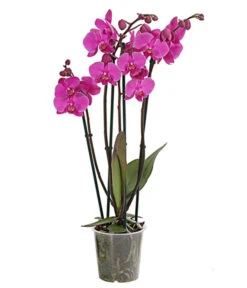 Schmetterlingsorchidee - Phalaenopsis Cultivars, Verschiedene Sorten -Compo Verkaufsgeschäft 8280919 PR FS 003 Phalaenopsis4TrieberMixT12DehnerExpressHerzig