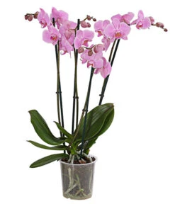 Schmetterlingsorchidee - Phalaenopsis Cultivars, Verschiedene Sorten -Compo Verkaufsgeschäft 8280919 PR FS 004 Phalaenopsis4TrieberMixT12DehnerExpressHerzig