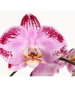 Schmetterlingsorchidee - Phalaenopsis Cultivars 'Cascade', Verschiedene Sorten -Compo Verkaufsgeschäft 8280943 PR DE 001 JuwelPhalaenopsisPinkDancer
