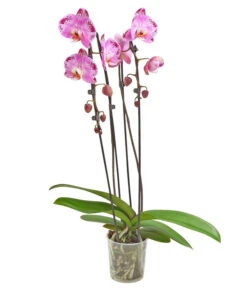 Schmetterlingsorchidee - Phalaenopsis Cultivars 'Cascade', Verschiedene Sorten -Compo Verkaufsgeschäft 8280943 PR FS 001 PhalaenopsisCascadeMix 02