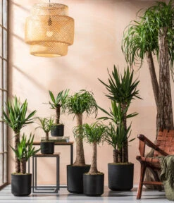 Yucca-Palme - Yucca Elephantipes -Compo Verkaufsgeschäft 8286429 8286114 8532624 8532624 8207961 8705634 WE MO 001 YuccaundBeaucarnea