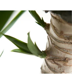 Yucca-Palme - Yucca Elephantipes -Compo Verkaufsgeschäft 8287039 WE DE 021 YuccaDehnerGedrehtEW