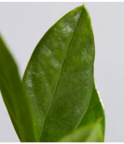 Glücksfeder - Zamioculcas Zamiifolia -Compo Verkaufsgeschäft 8287716 PR DE 001 GluecksfederZamioculcasZamiifoliaT11DehnerExpressZS