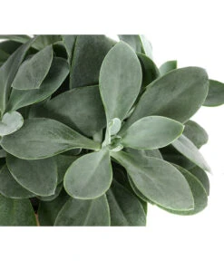 Kreuzkraut - Senecio Cephalophorus -Compo Verkaufsgeschäft 8290652 WE DE 001 SenecioCephalophorusT12