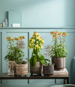 Kalanchoe - Kalanchoe Humilis 'Desert Surprise' -Compo Verkaufsgeschäft 8292807 WE MO 001 KalanchoeMagicBellsT14 TOK Kalanchoe GC11 2022