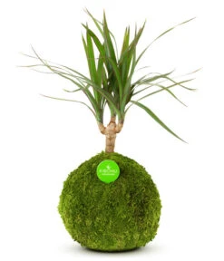 Kibonu Drachenbaum - Dracaena 'Galaxia'