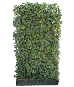 Hecke Am Laufenden Meter® 'Woerneri' - Efeu, Ca. 200 Cm