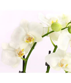 Midi Schmetterlingsorchidee - Phalaenopsis Cultivars, Weiß -Compo Verkaufsgeschäft 8295297 WE DE 001 SchmetterlingsorchideePhalaenopsisHybrideTableDance2TrieberDehnerExpressHerzig