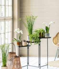 Midi Schmetterlingsorchidee - Phalaenopsis Cultivars, Weiß -Compo Verkaufsgeschäft 8295297 WE MO 001 PhalaenopsisMidiWeissCyperusGC052021