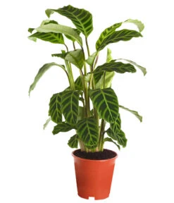 Korbmarante - Calathea Zebrina