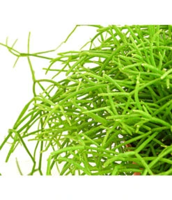 Binsenkaktus - Rhipsalis Cultivars, Verschiedene Sorten -Compo Verkaufsgeschäft 8297434 PR DE 001 RhipsalisCassuthaDehnerExpressHerzig