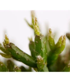 Binsenkaktus - Rhipsalis Cultivars, Verschiedene Sorten -Compo Verkaufsgeschäft 8297434 PR FS 001 RhipsalisCereusculaMixBinsenkaktusT12DehnerExpressZS