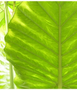 Pfeilblatt - Alocasia Portodora -Compo Verkaufsgeschäft 8297442 PR DE 001 AlocasiaPortodoraElefantenblattPixabay