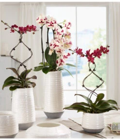 Schmetterlingsorchidee - Phalaenopsis Cultivars 'Big Lip', Kaskade -Compo Verkaufsgeschäft 8297830 WE MO 001 OrchideenKeramikCeciliaDehnerbild