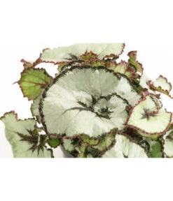 Blattbegonie - Begonia Rex Hybride, Verschiedene Sorten -Compo Verkaufsgeschäft 8299638 WE DE 002 BegoniaRexMixT12